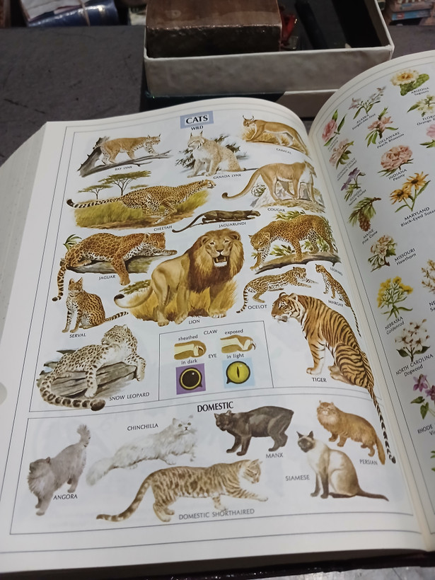 45 -Websters New T twintieth Century Dictionary